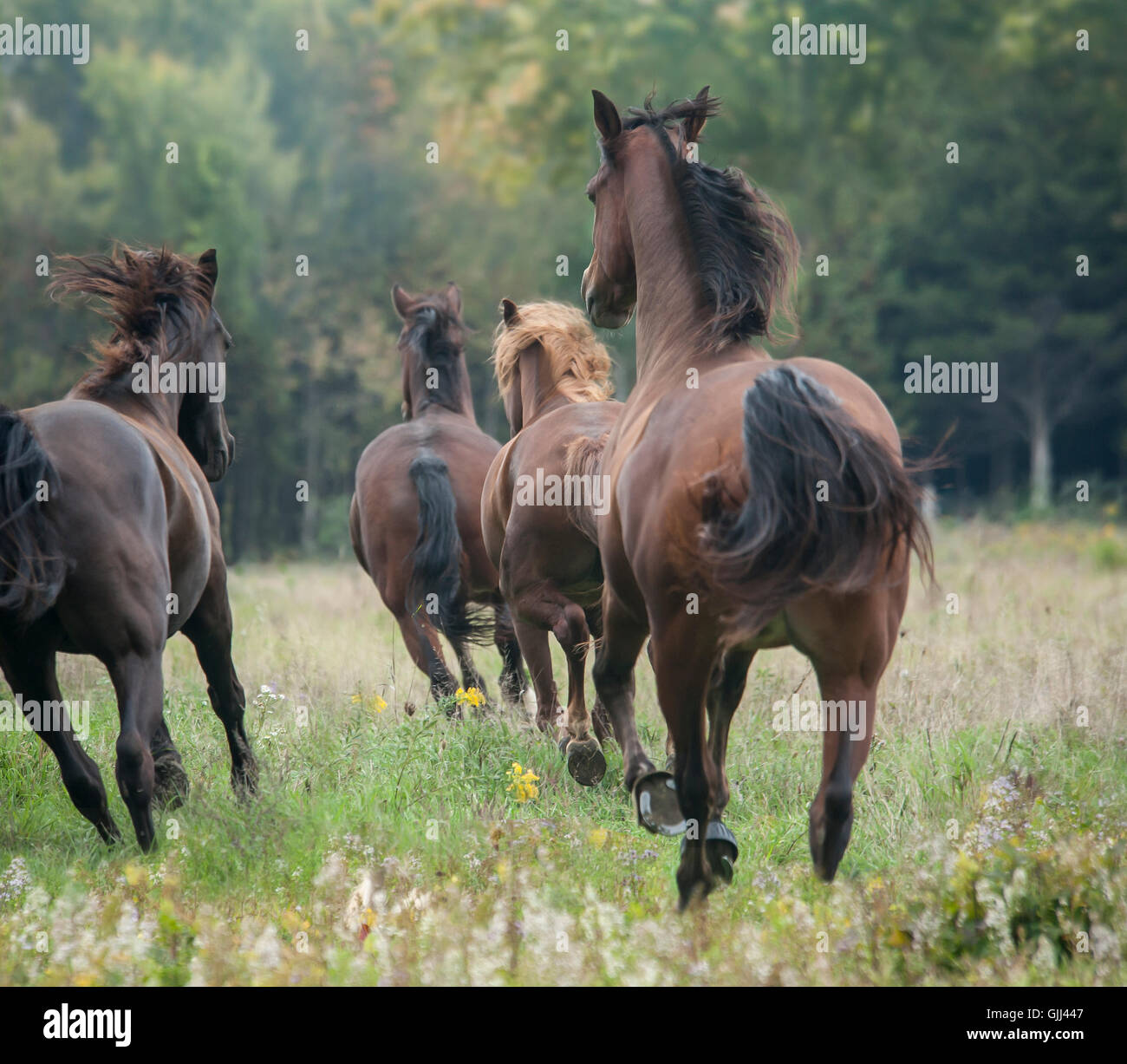 Morgan Horse Herde gesehen weglaufen durch Wildblumenwiese. Stockfoto