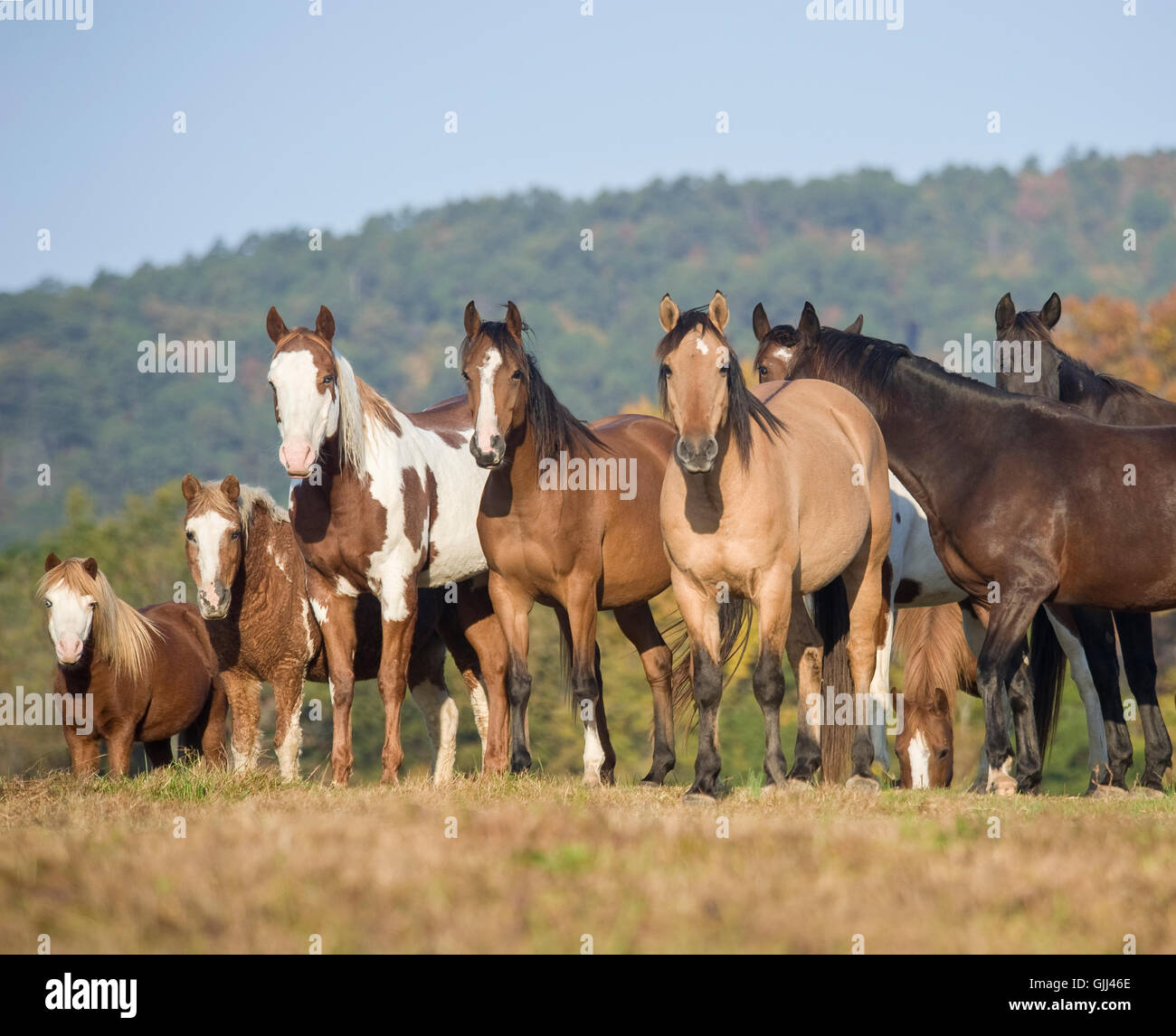 Herde von Pferden stehen auf Bergrücken mit Blick auf Stolz Geist Horse Rescue, Arkansas Stockfoto