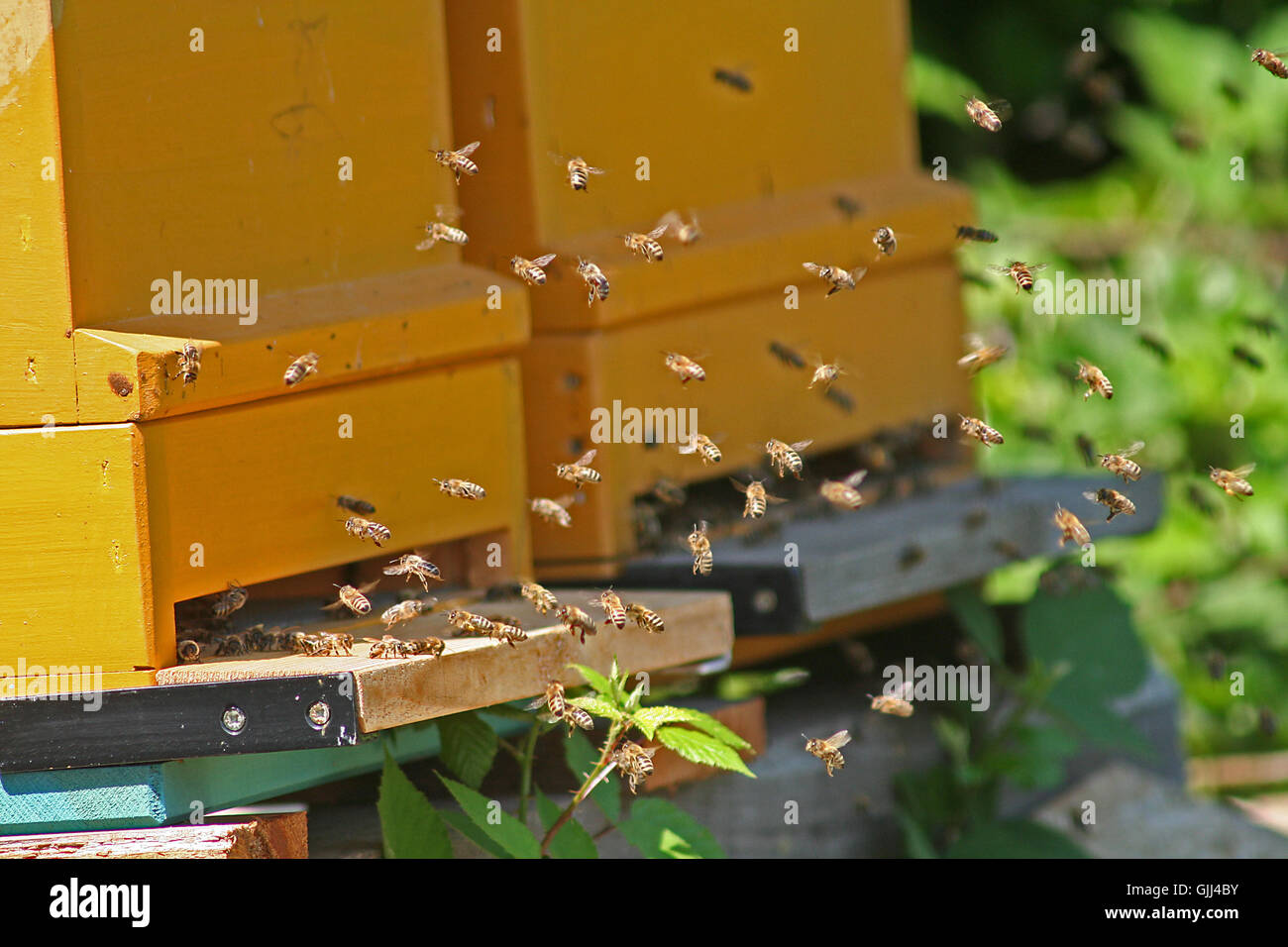 Insekten Bienen Insekt Stockfoto