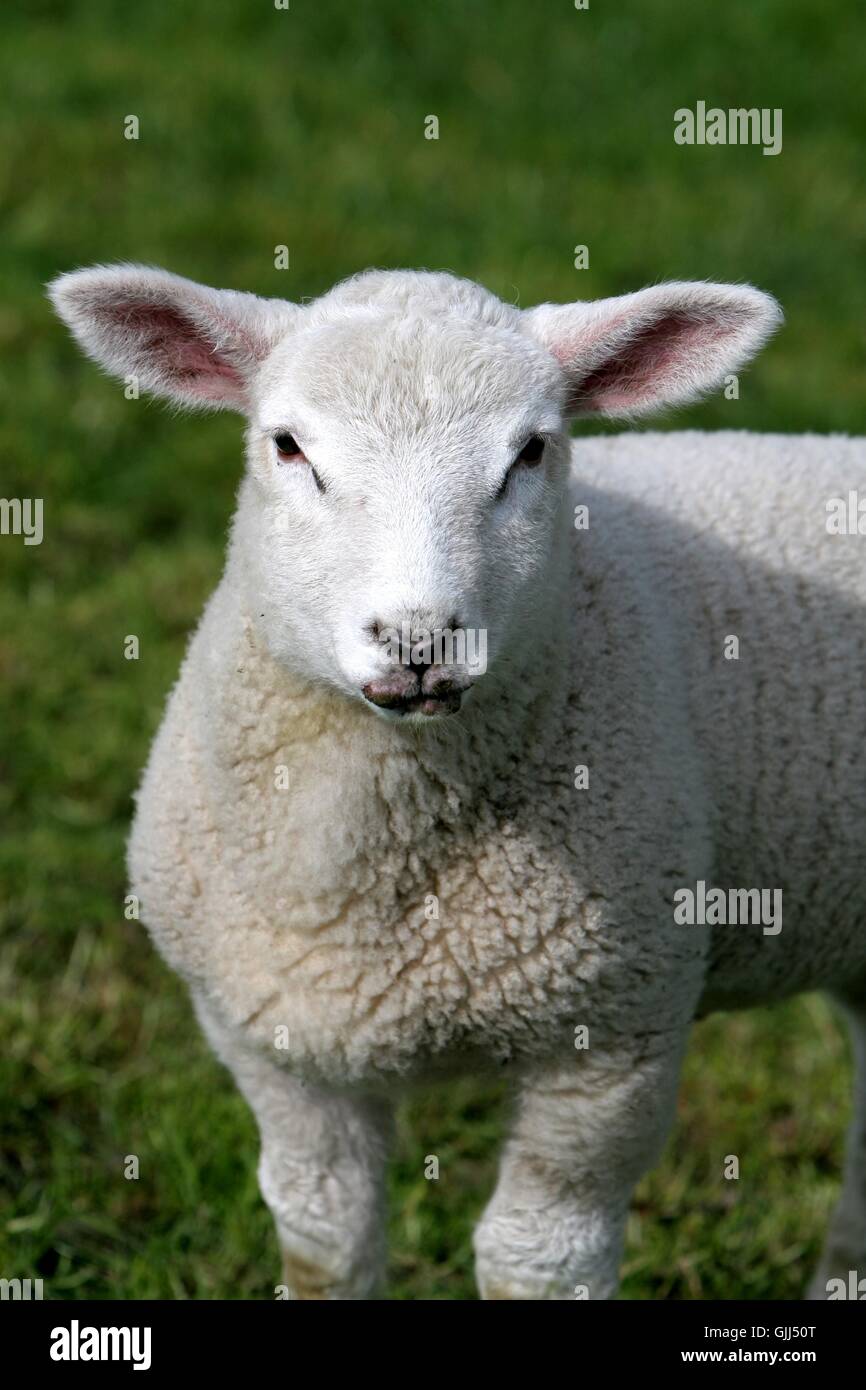 junges Tier Tier Schaf Stockfoto