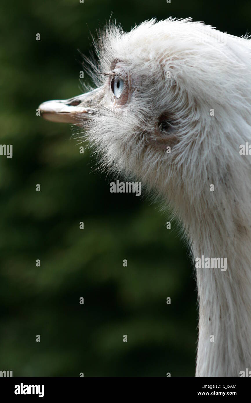 witzig hinter blaue Augen Stockfoto