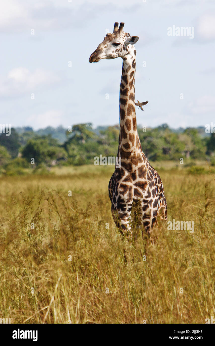 Afrika steppe Fotos und Bildmaterial in hoher Auflösung Alamy