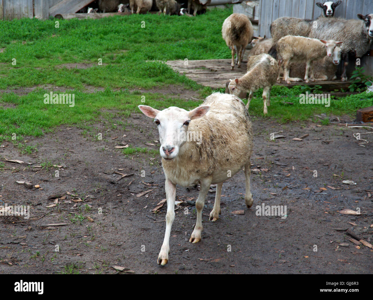 Dorf-Schafe. Russische Norden Stockfoto