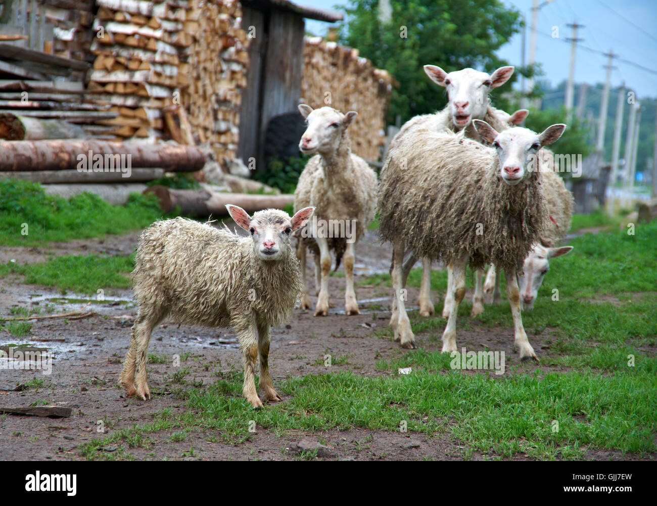 Dorf-Schafe. Russische Norden Stockfoto