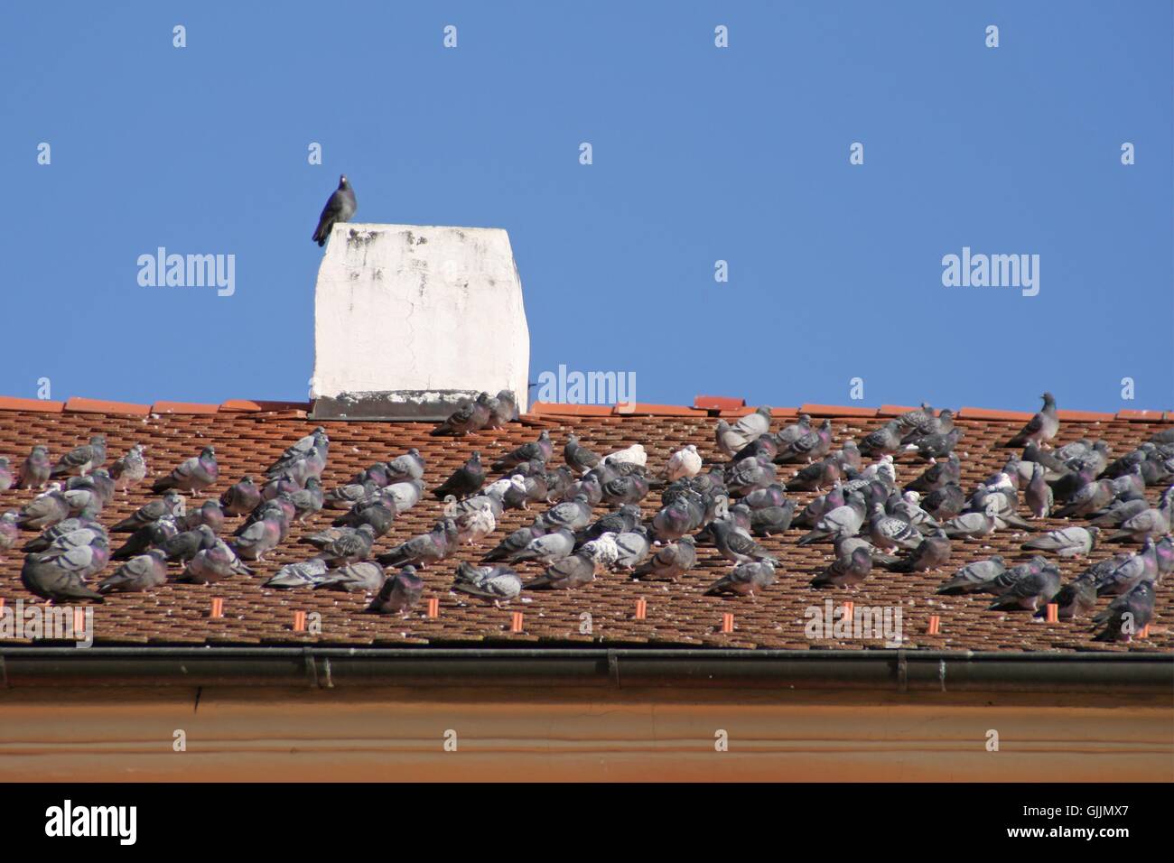 Vogel Vögel Tauben Stockfoto