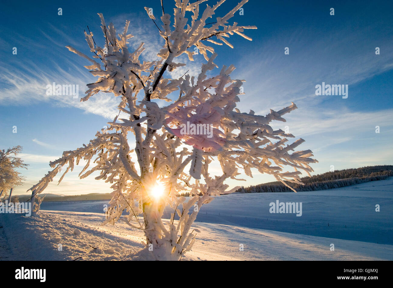 Baum Licht gegen Morgen Tendenz Stockfoto