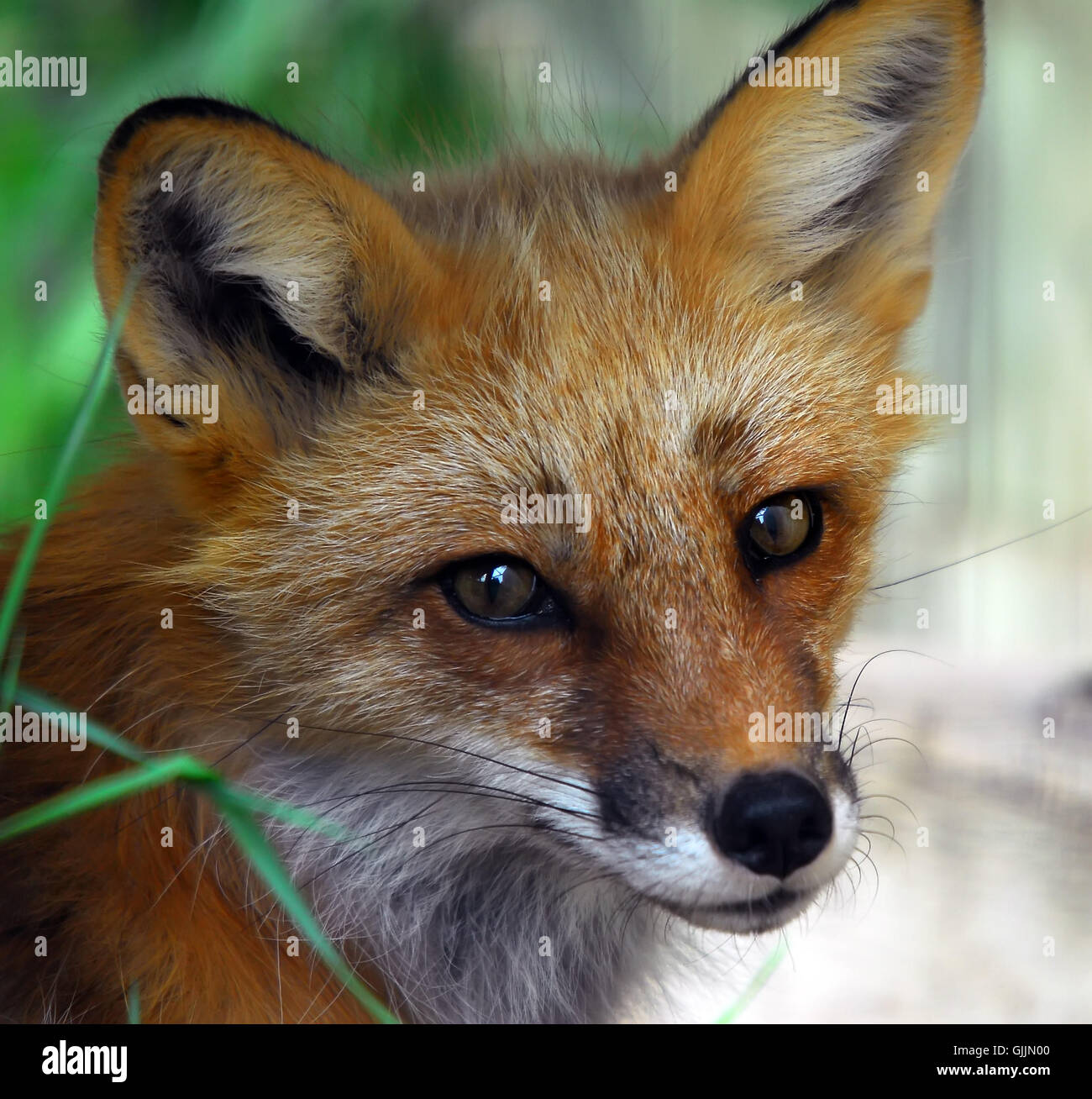 roter Fuchs Tiere Stockfoto