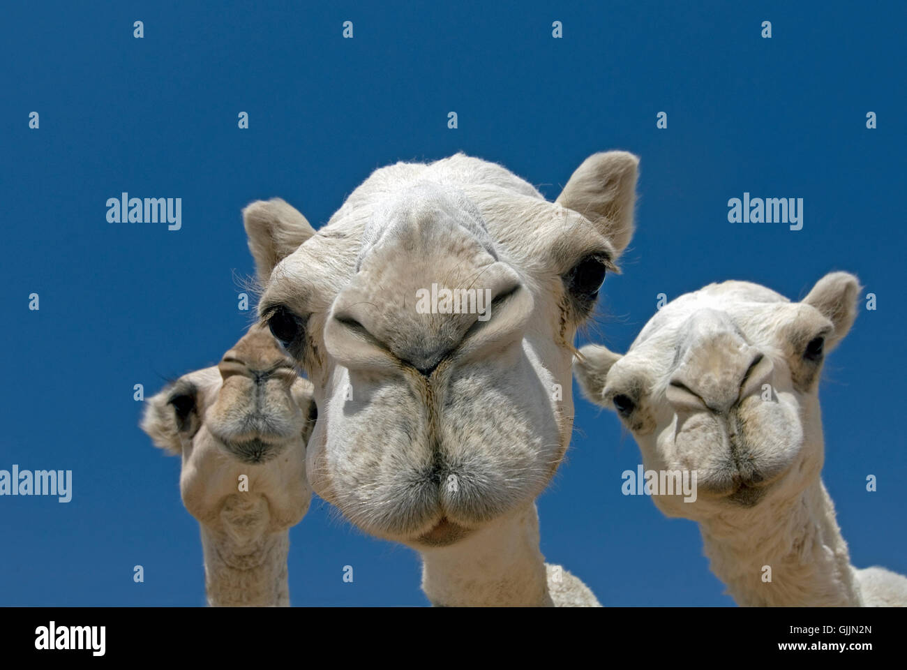 3 Kamele Stockfoto