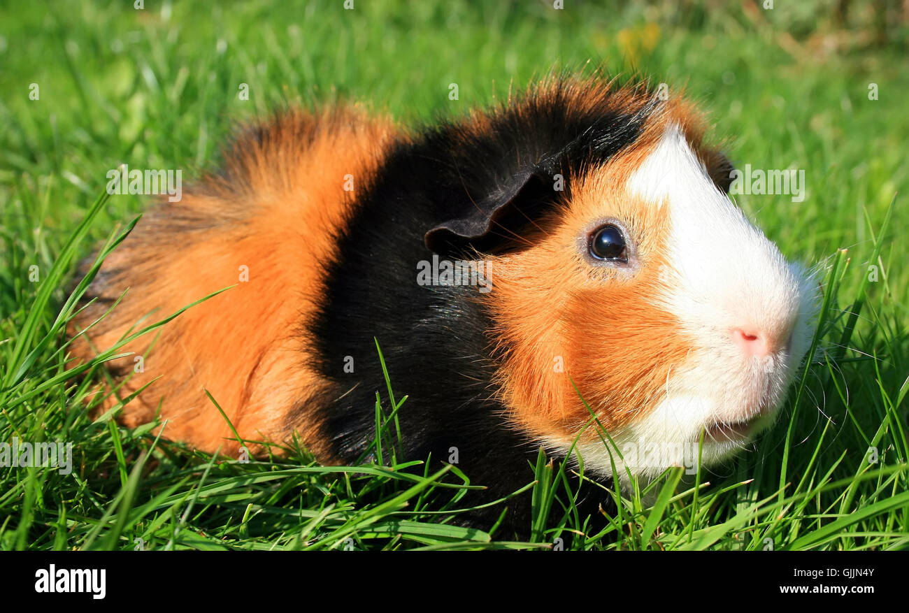 Tier Haustier Säugetier Stockfoto