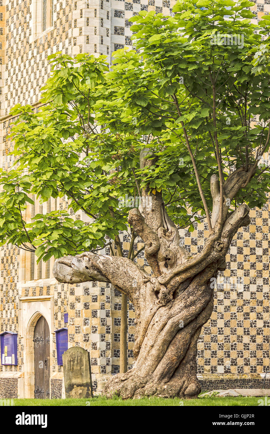 Catalpa-Baum (Catalpa) vor Kirche Reading Berkshire UK Stockfoto