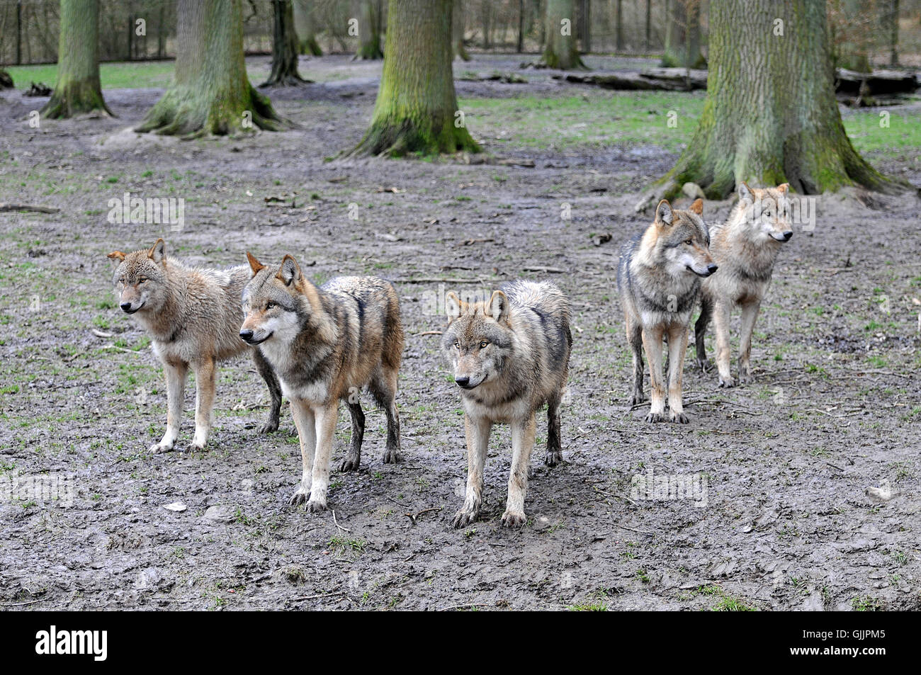 genaueren Blick Stockfoto