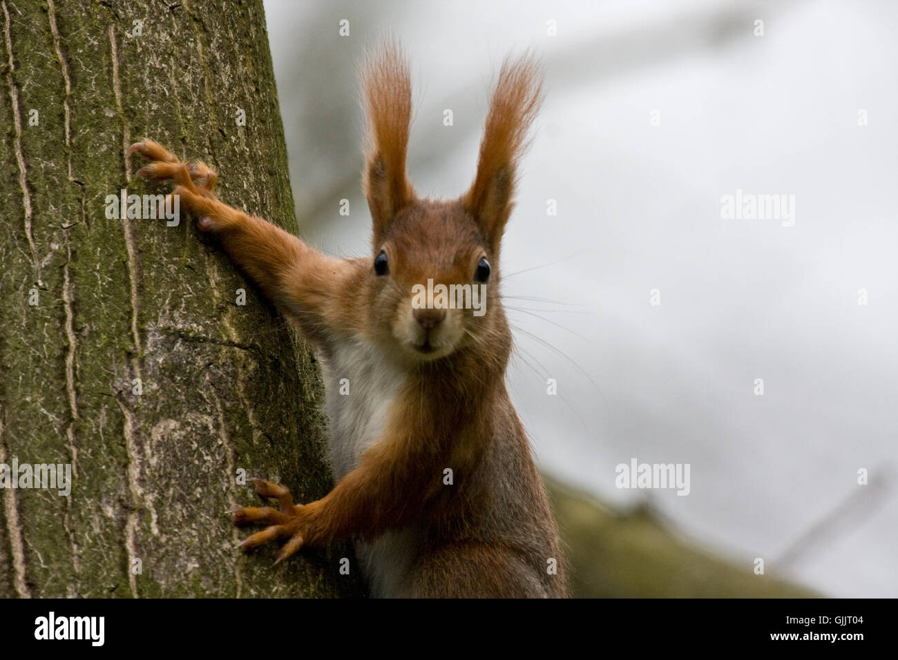 Porträt-Nagetier-Eichhörnchen Stockfoto