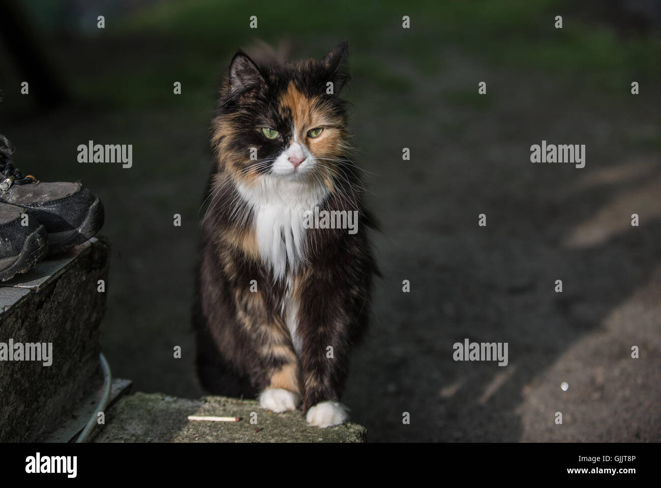 Mutter Katze Stockfoto