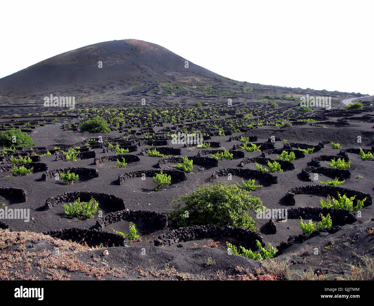 Lanzarote Wein Stockfotos und bilder Kaufen Alamy
