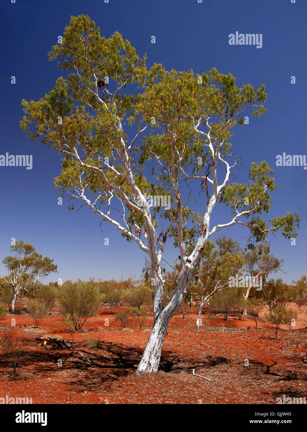 Baum outback snaggy Stockfoto