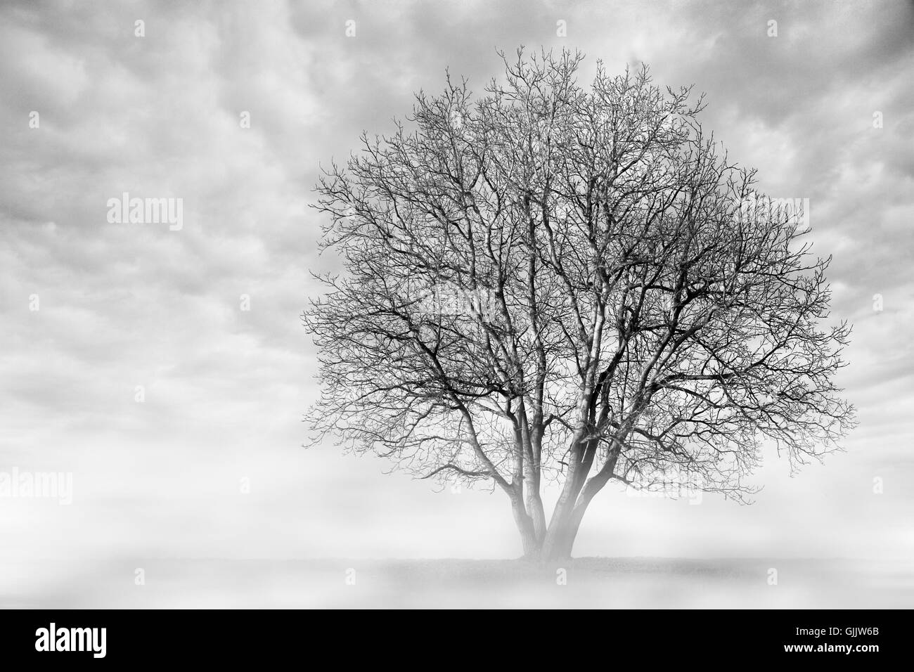 Eiche Baum Nebel Stockfoto