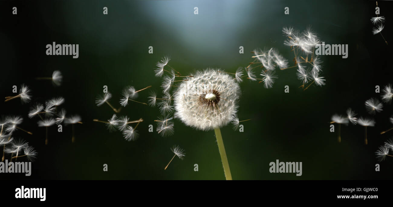 Samen Stockfoto