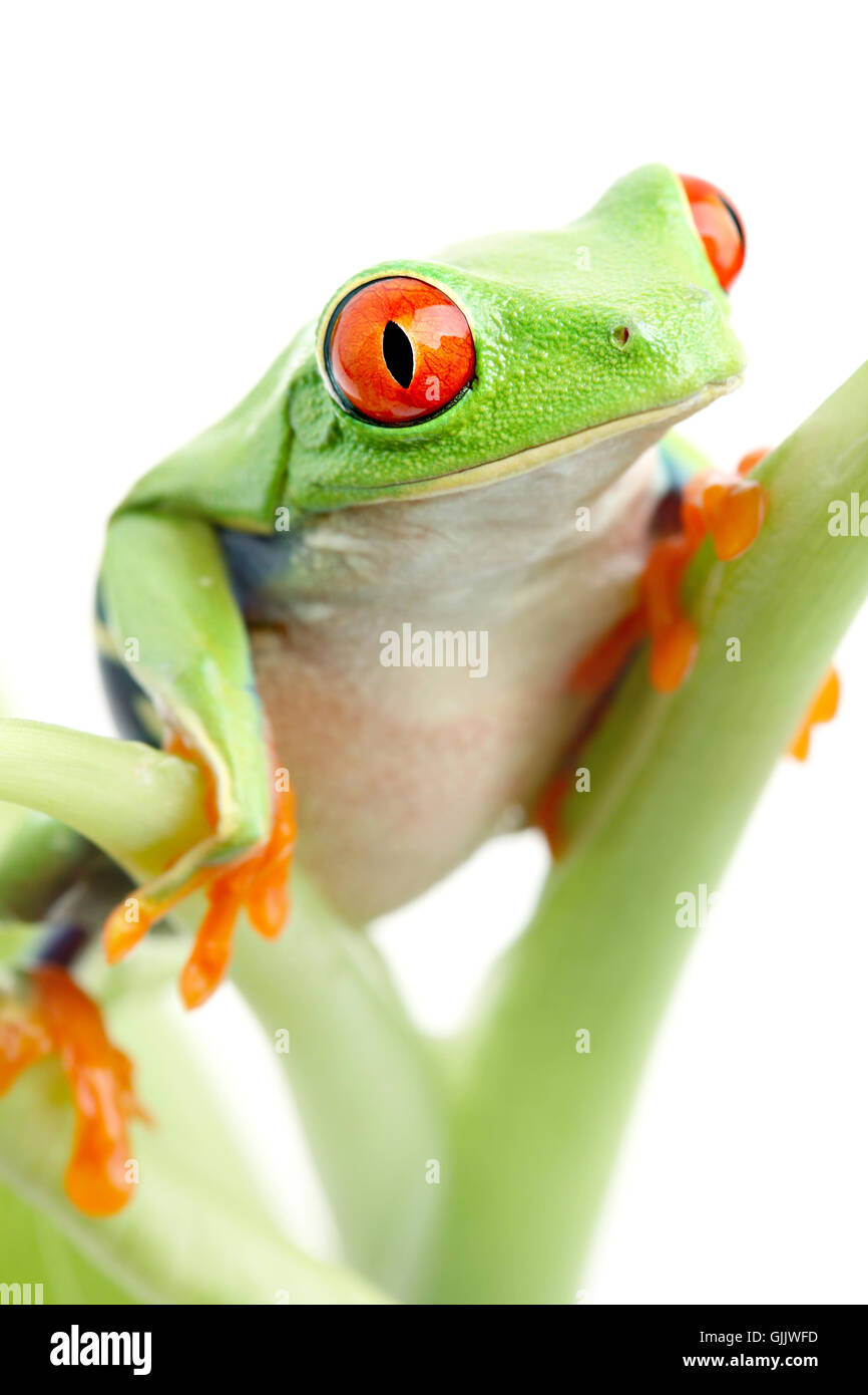 Closeup Tier Amphibien Stockfoto