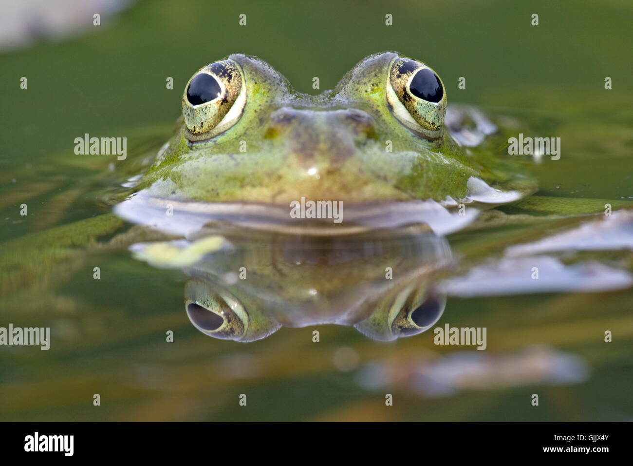 Porträt-Amphibien-Augen Stockfoto