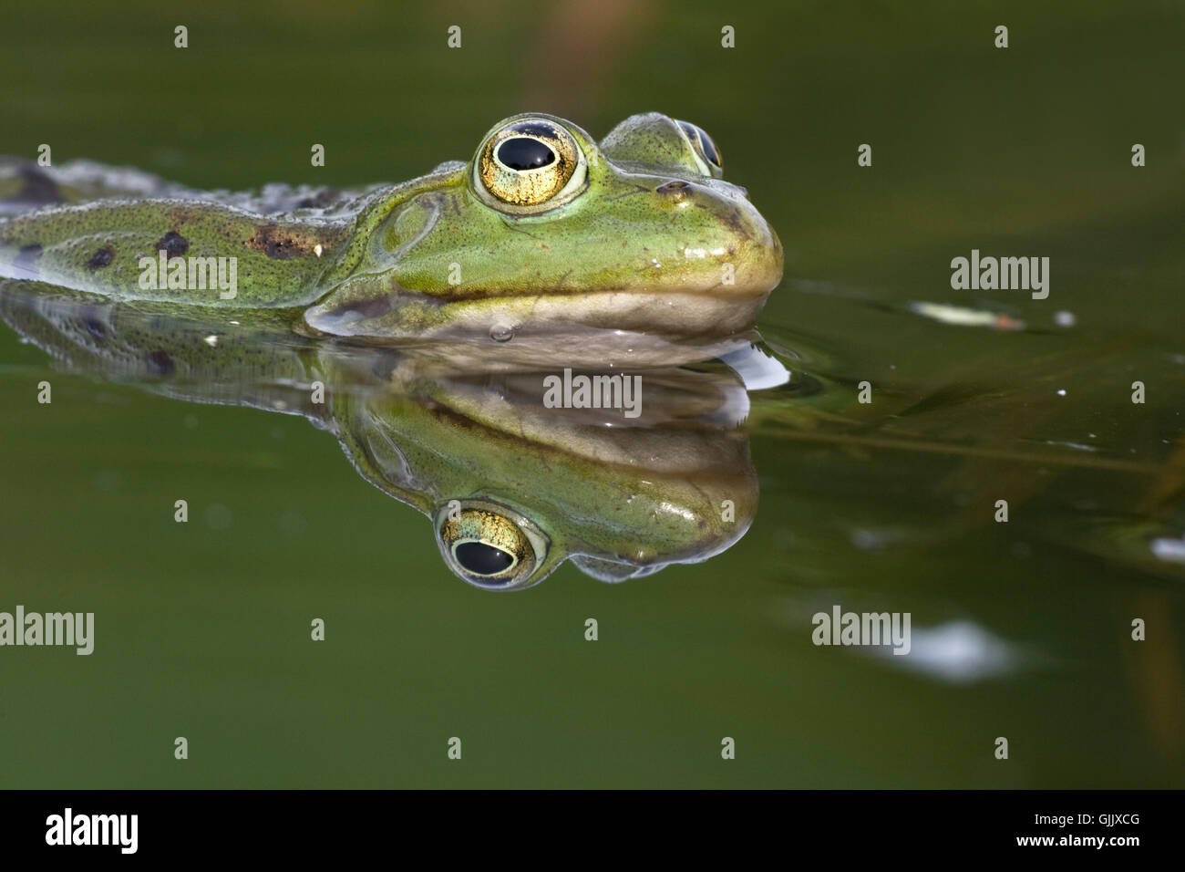 Froschauge -Fotos und -Bildmaterial in hoher Auflösung – Alamy