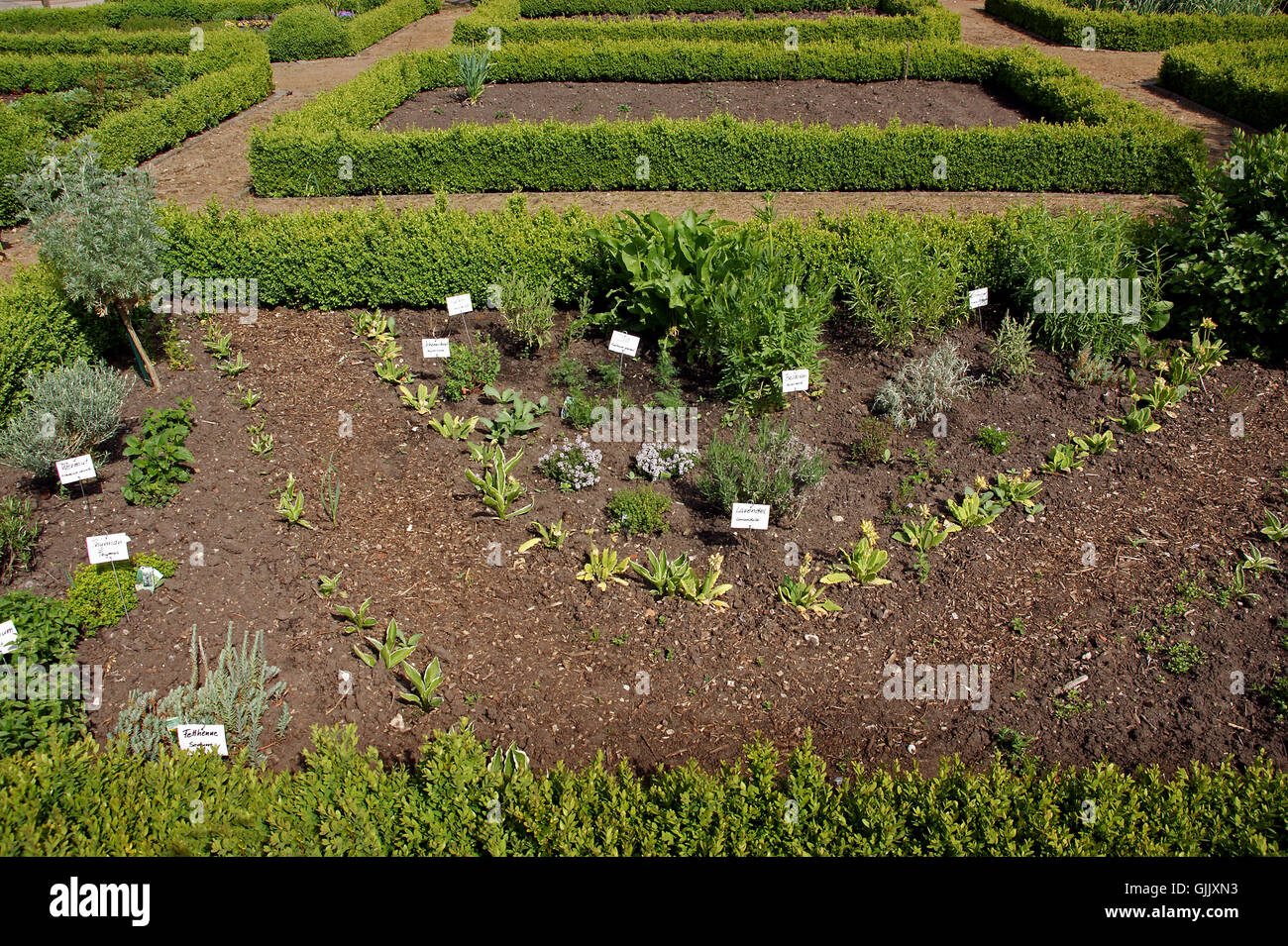 Garten Buchsbaum Hecke Stockfoto