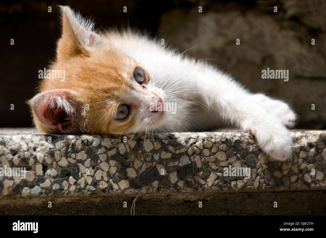 Katze Baby Kätzchen Tier Kind Stockfoto