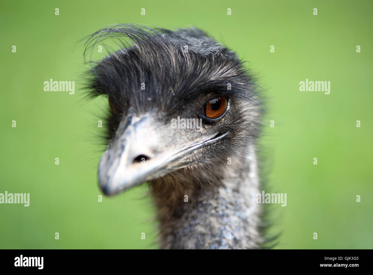 Vogel-Gesicht-Porträt Stockfoto