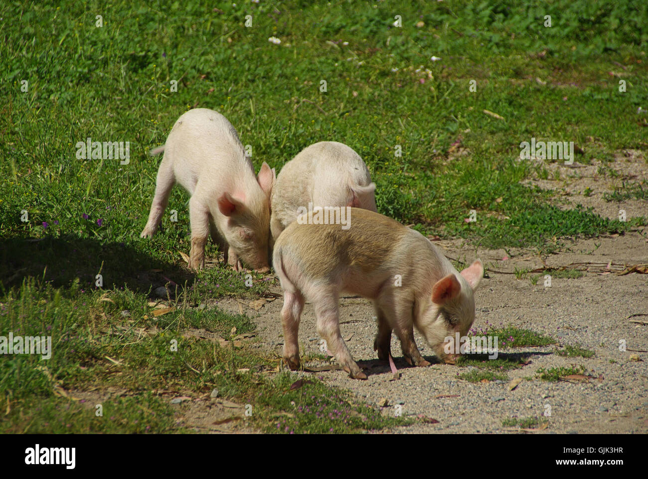 tierische Schweinchen piggy Stockfoto