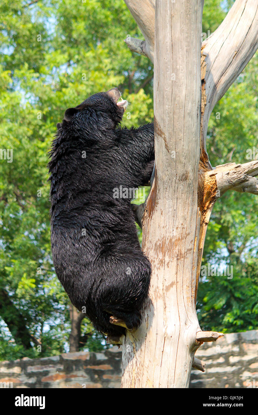 Asiatischer Schwarzbär oder der Himalayan Black Bear (Ursus thibetanus oder Selenarctos thibetanus) klettern Baum an National Zoological Park Stockfoto