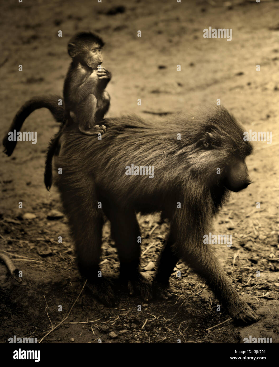 Affe von Mutter und Kind Affen zusammen spazieren Stockfoto