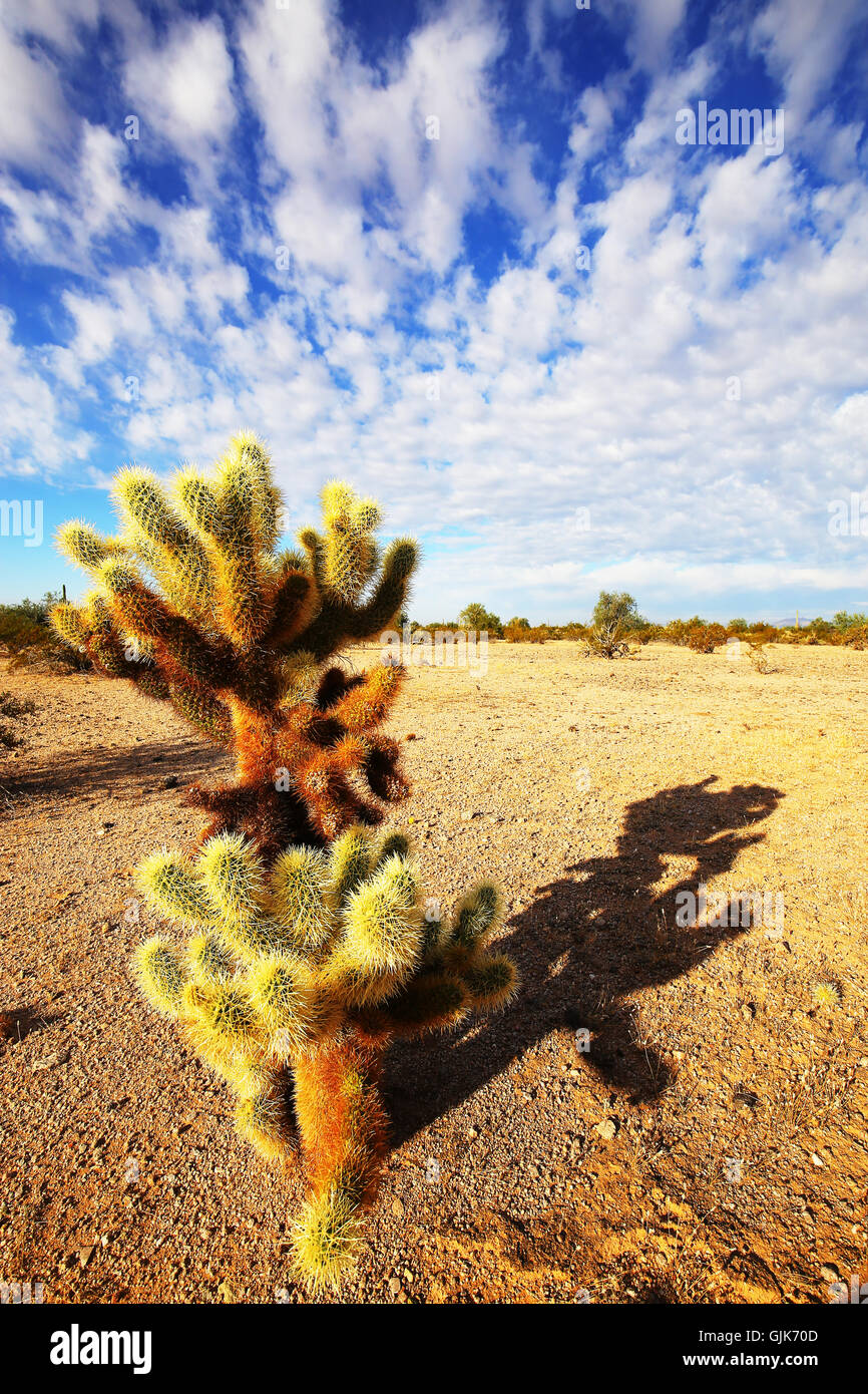Cholla Cactus Shadow Stockfoto