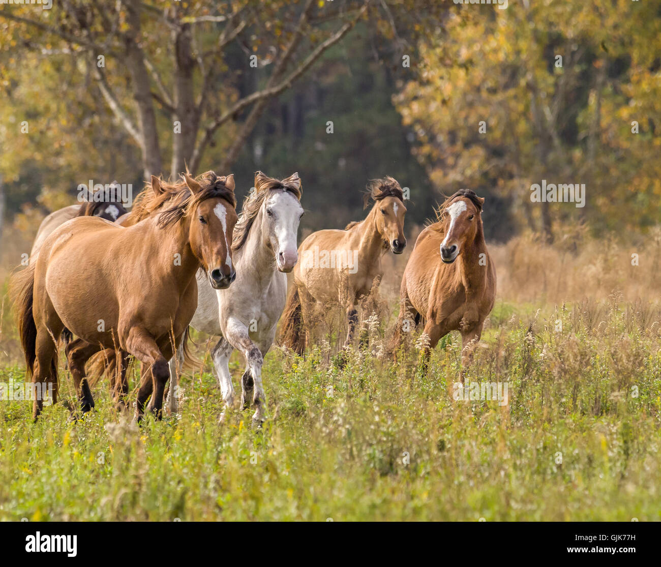Herde von spanischer Mustang Stuten laufen uns in der offenen Wiese. Stockfoto