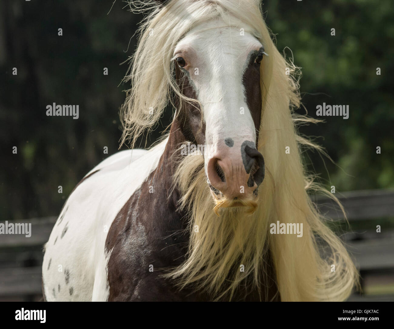 Gypsy Vanner Pferd Stute sportliche extreme Schnurrbart Stockfoto