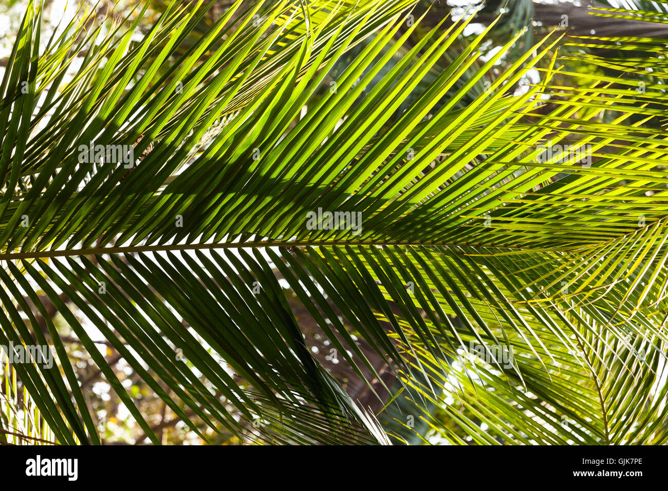 Kokospalme verlässt Textur Stockfoto