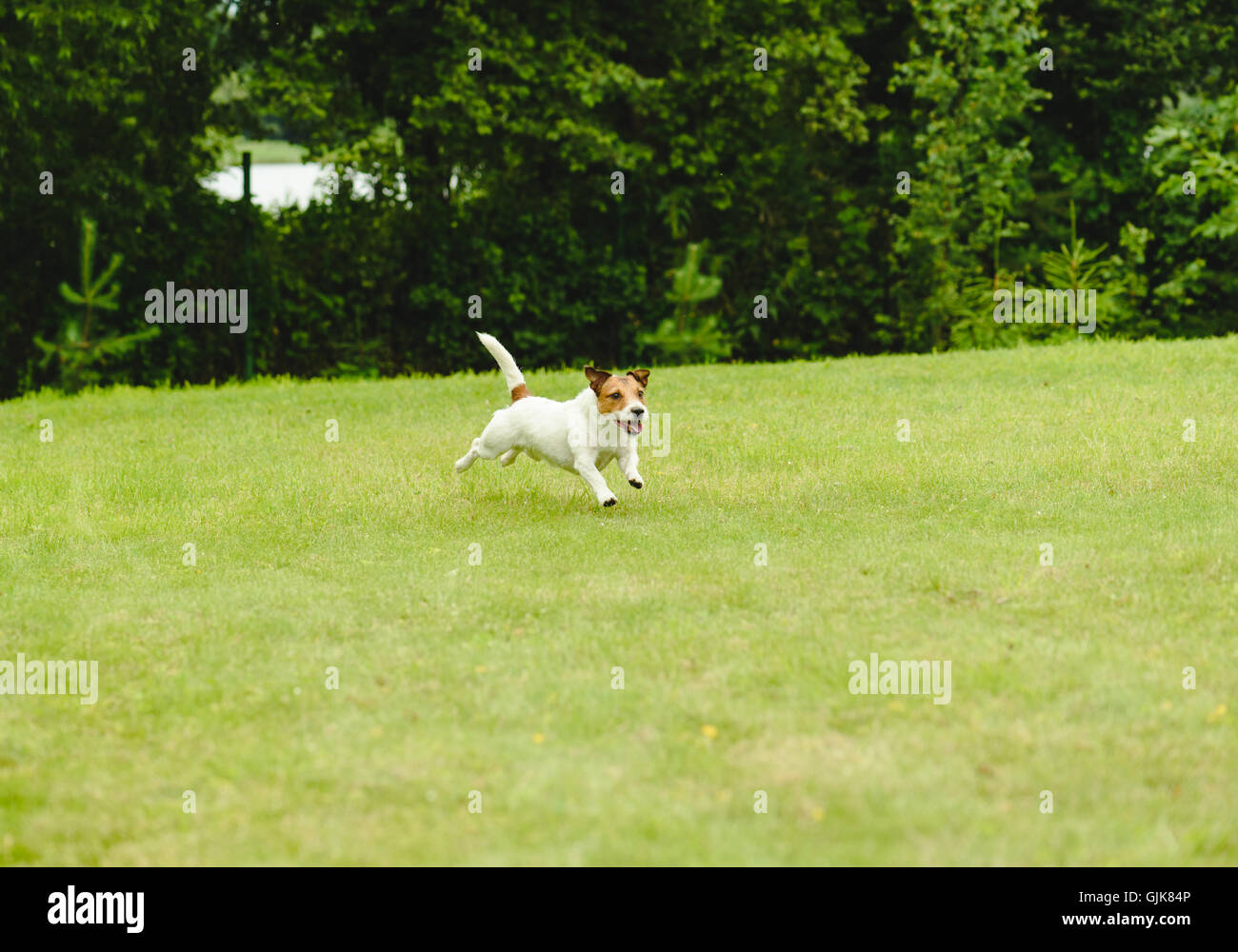 Glückliches Haustier Hund spielen im Hinterhof grünen Rasen Stockfoto