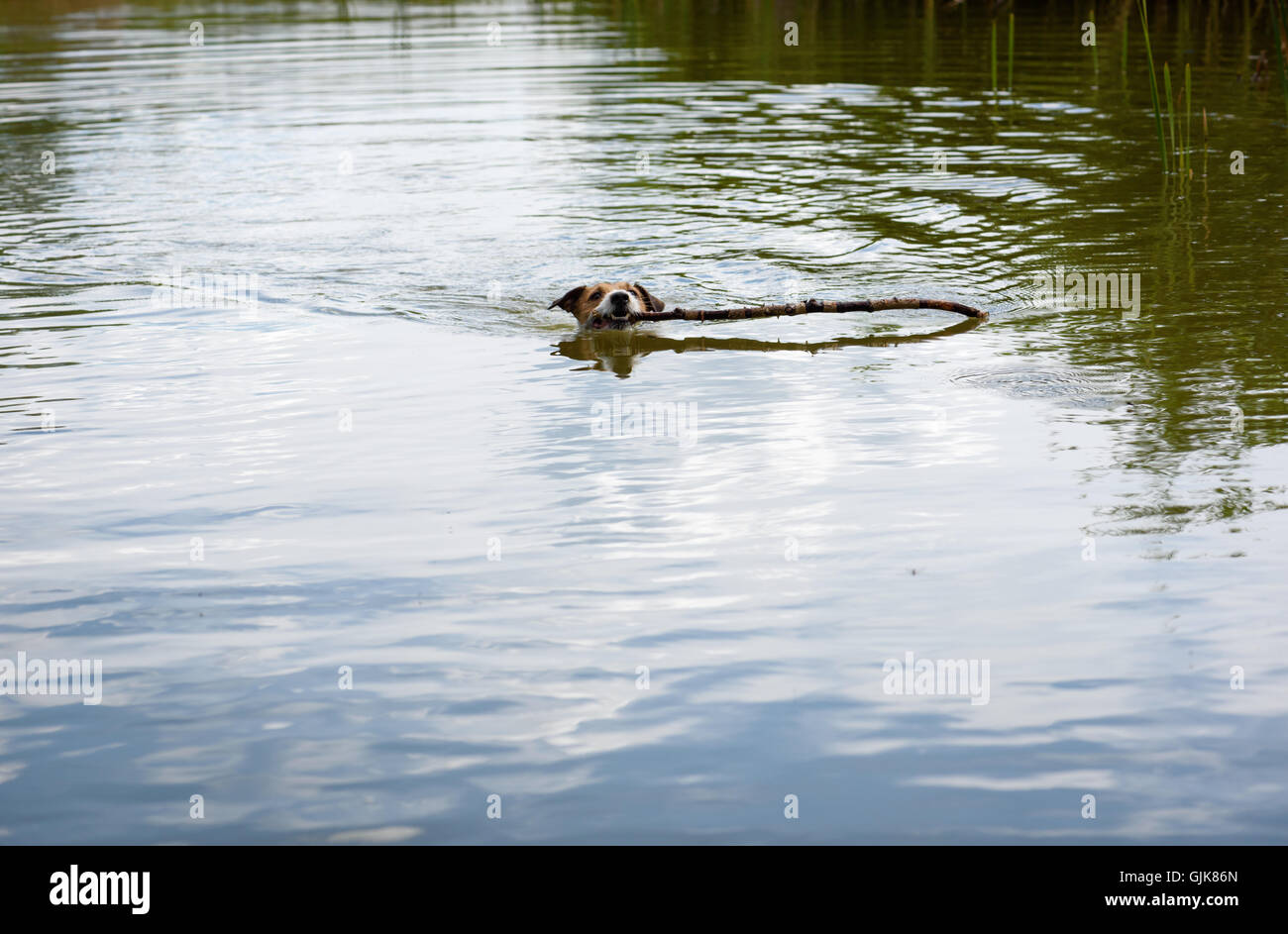 Kleiner Hund mit riesigen Stock im Teichwasser spielen Stockfoto