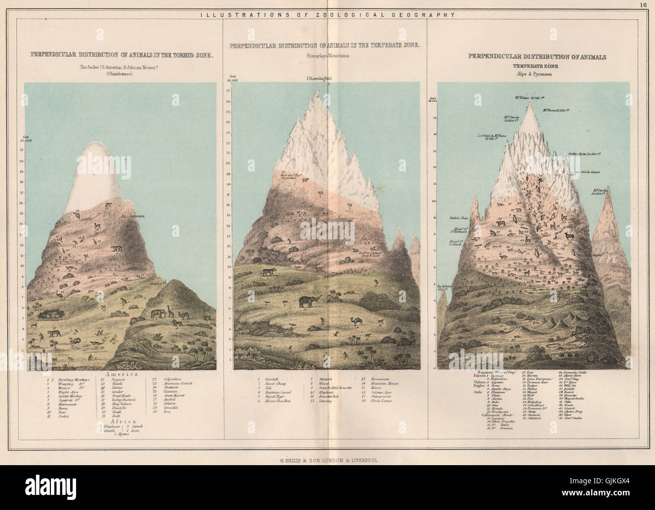 VERTIKALE TIER VERTEILUNG. Anden; Chimborazo; Himalaya; Alpen; Pyrenäen, 1886-Karte Stockfoto