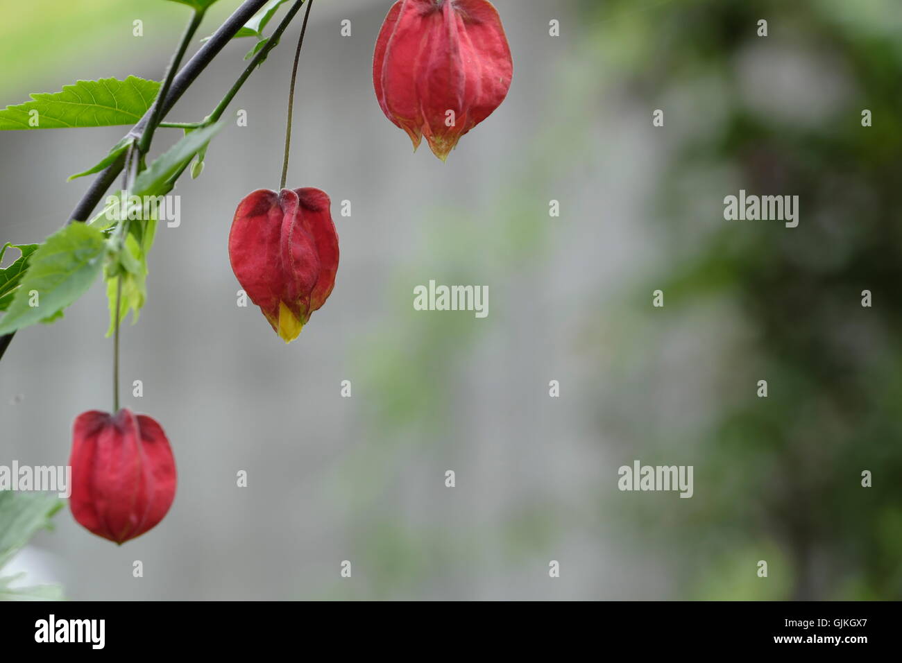 Malvaceae, Frameworks Megapotamicun (Trailing Frameworks) Close-up Stockfoto