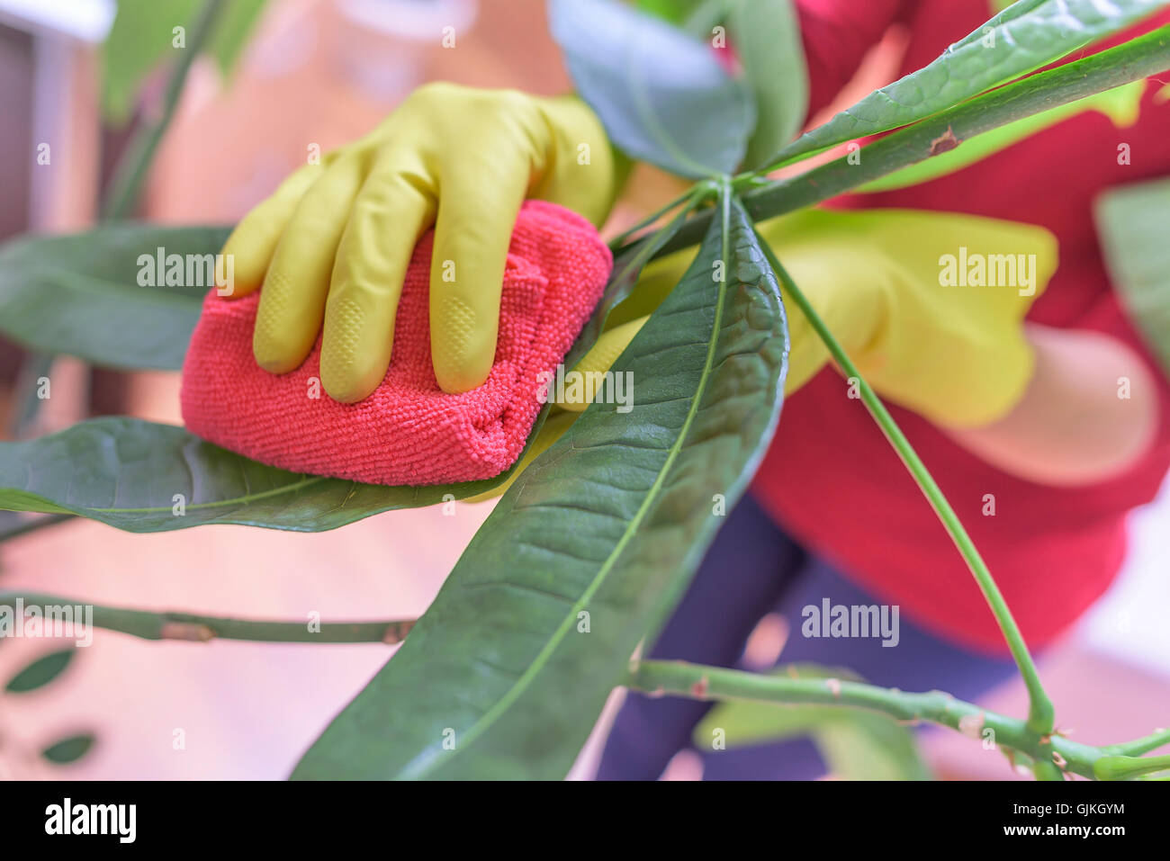 Weibliche Hände in Handschuhe wischen Staub von Zimmerpflanzen. Stockfoto