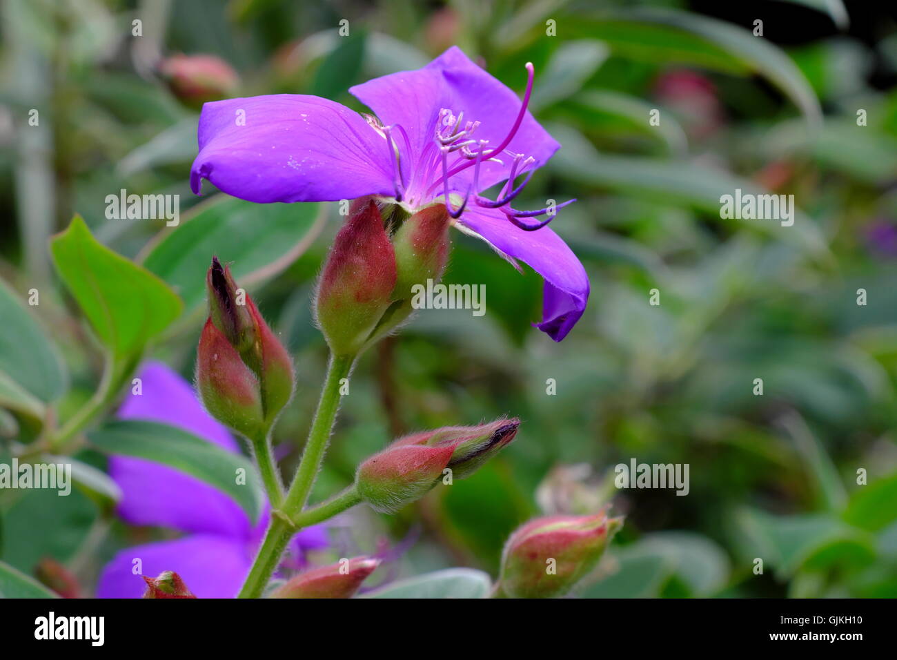 Melastomataceae bezeichnet Urvilleana (Herrlichkeit Strauch oder Baum lila Herrlichkeit) Nahaufnahme Stockfoto