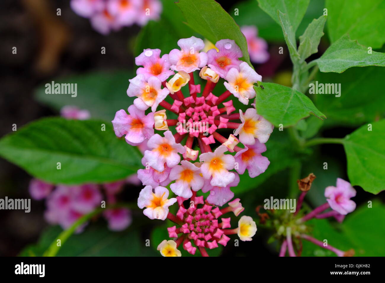Nahaufnahme der Blüte, Verbenaceae, Lantana camara Stockfoto