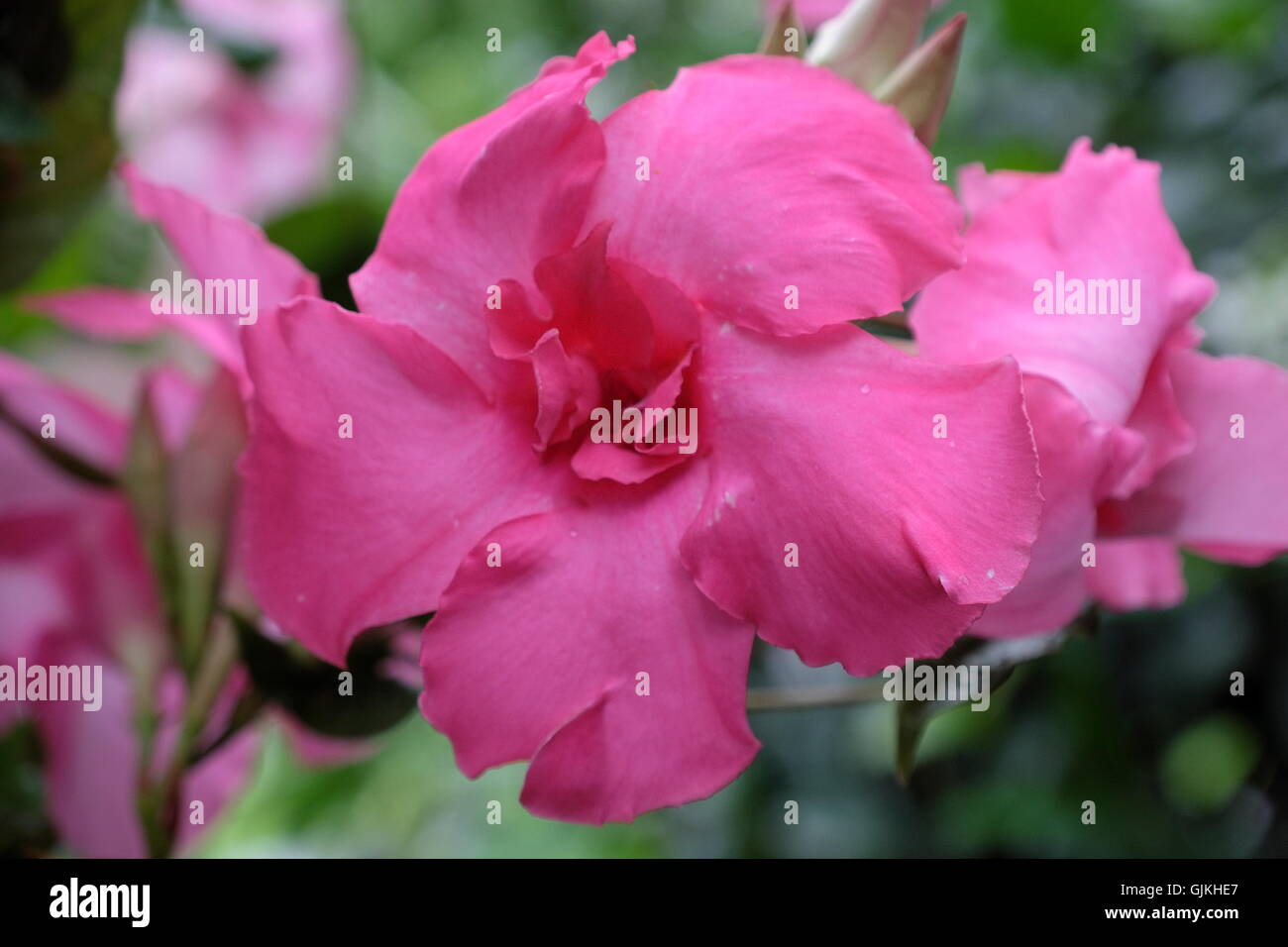 Apocynaceae Mandevilla Paintballanlage (Jasmin) rosa Blume Stockfoto