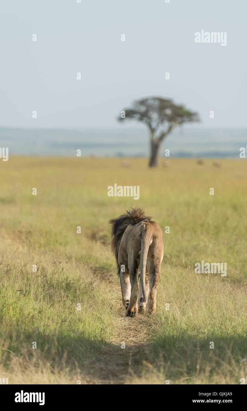 Männlicher Löwe auf den Ebenen von Masi-Mara Stockfoto