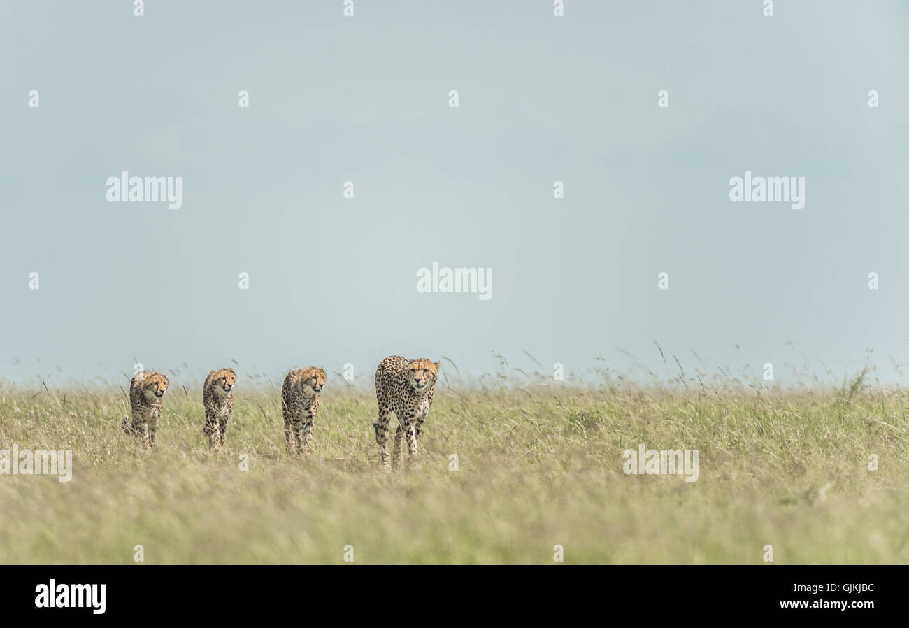 Mutter und drei jungen - Gepard Stockfoto