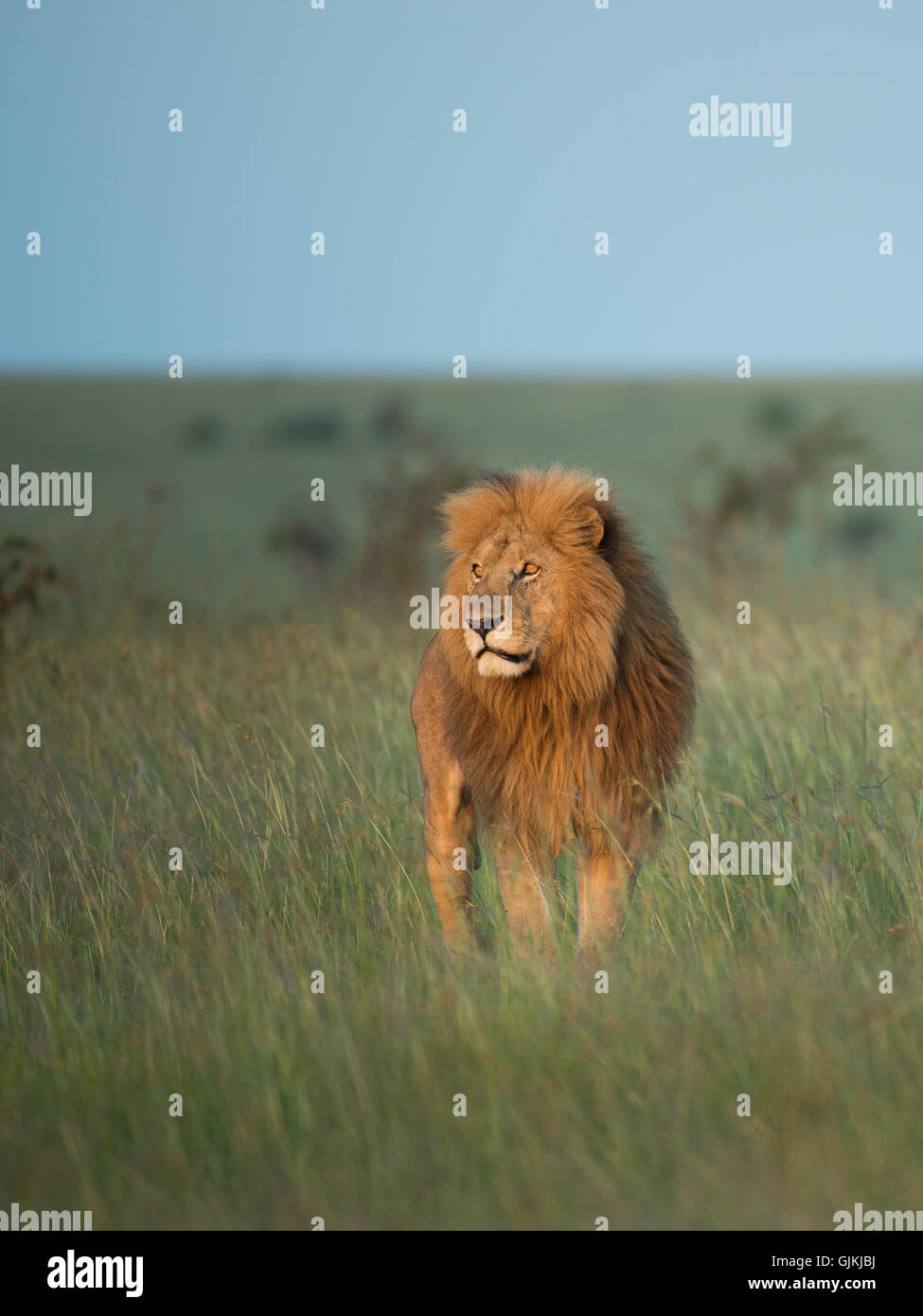 Männlicher Löwe auf den Ebenen von Masi-Mara Stockfoto
