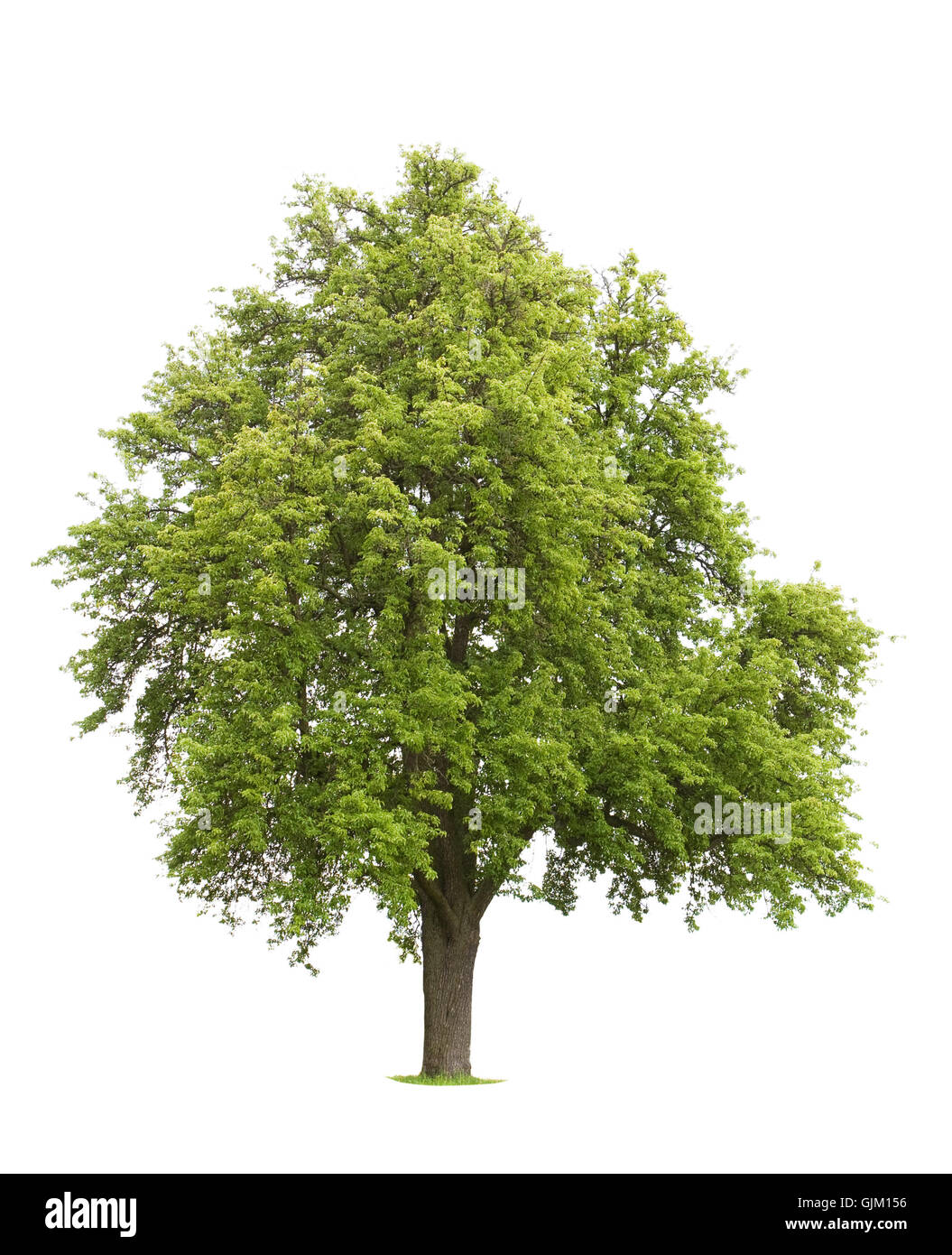 isolierte Baum Saison Stockfoto