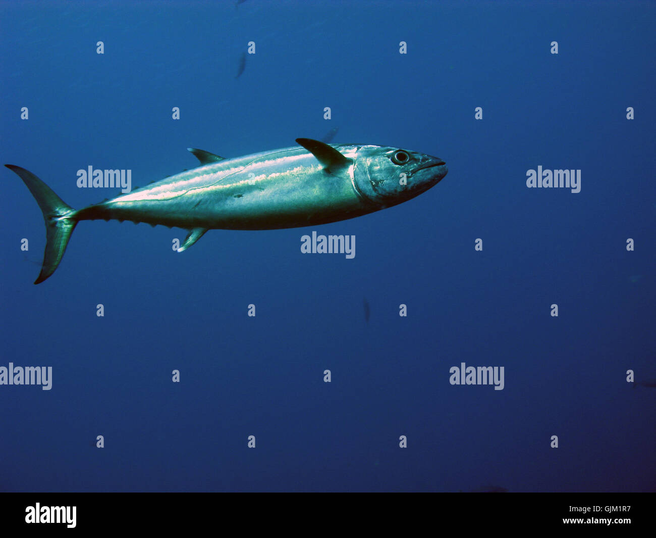 Tiere Fische unter Wasser Stockfoto