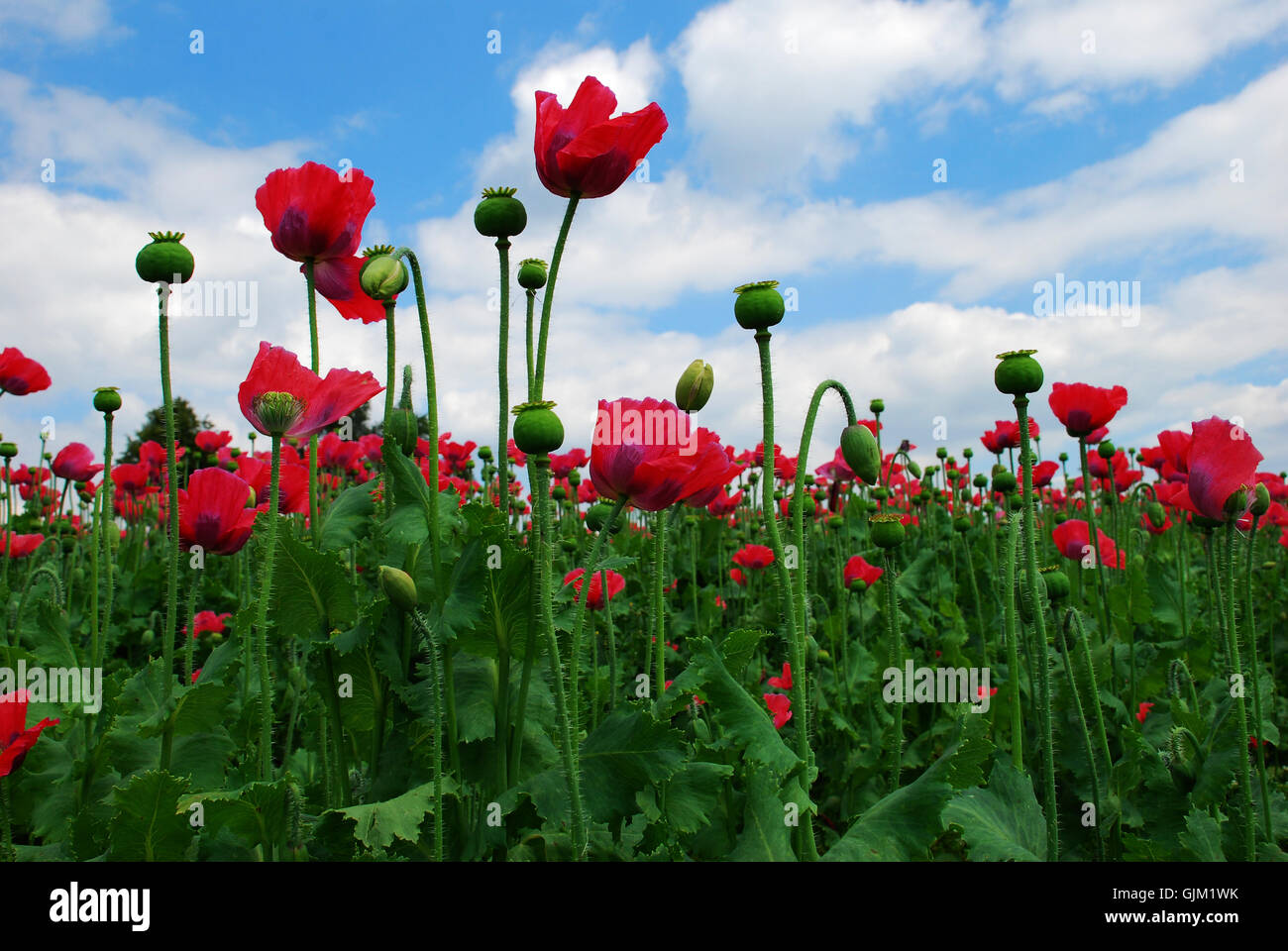 blaue Blume Wiese Natur Stockfoto