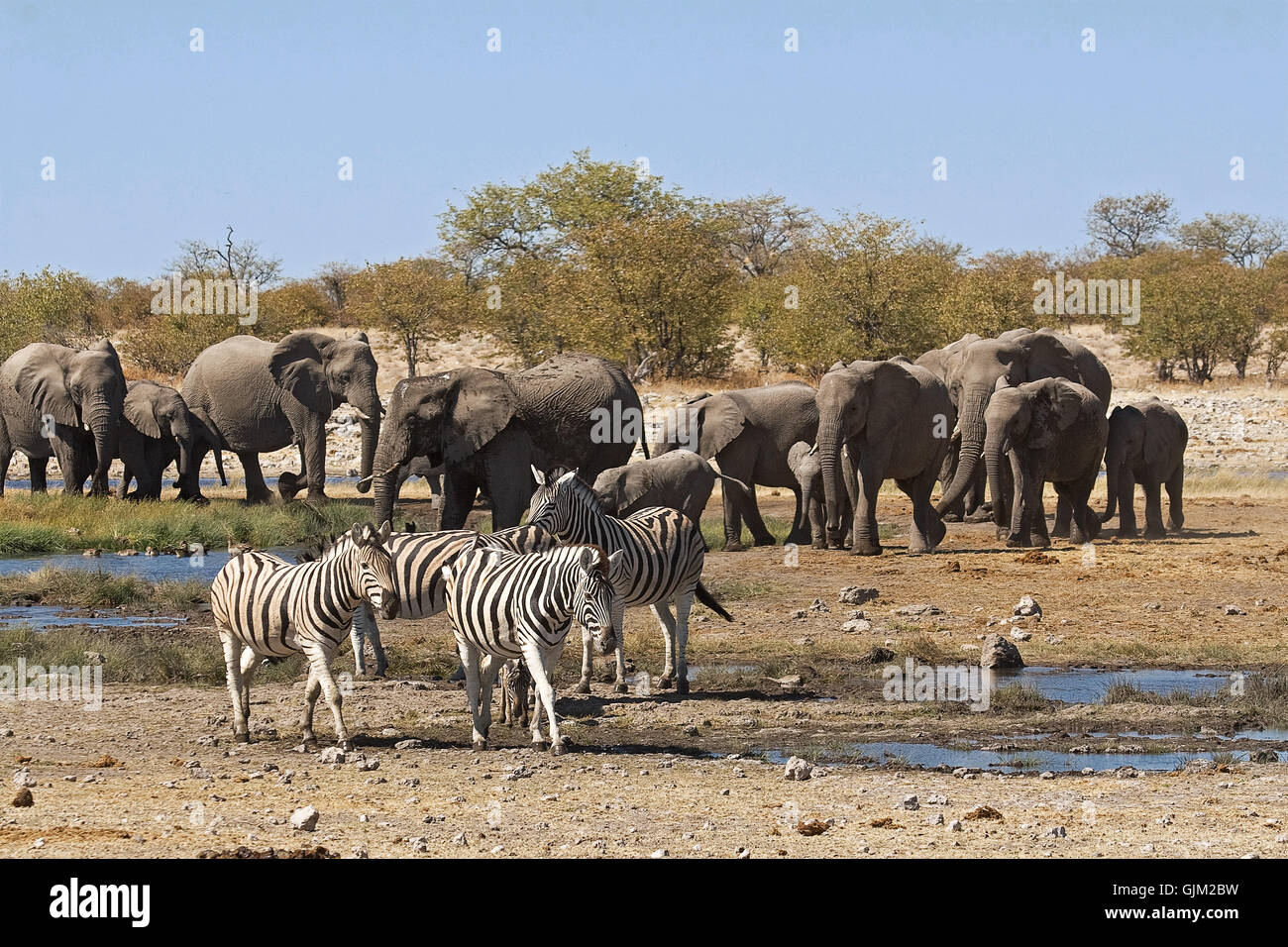 Tiere Afrika Elefant Stockfoto