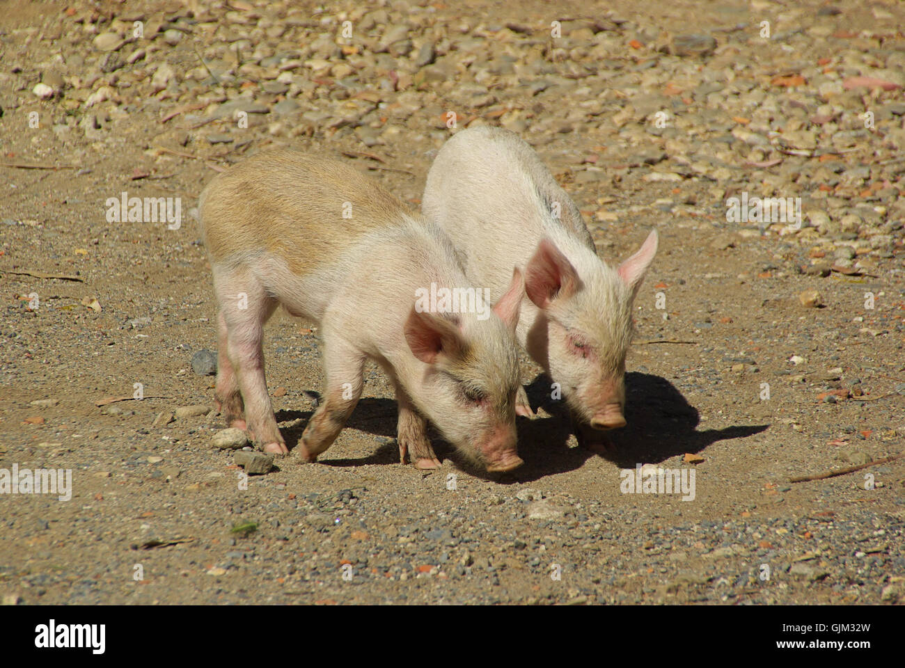 tierische Schweinchen piggy Stockfoto